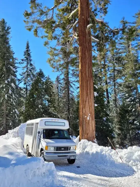 shuttle bus (camper) parked in the snow under a Sequoia tree in the Sierra Mountains