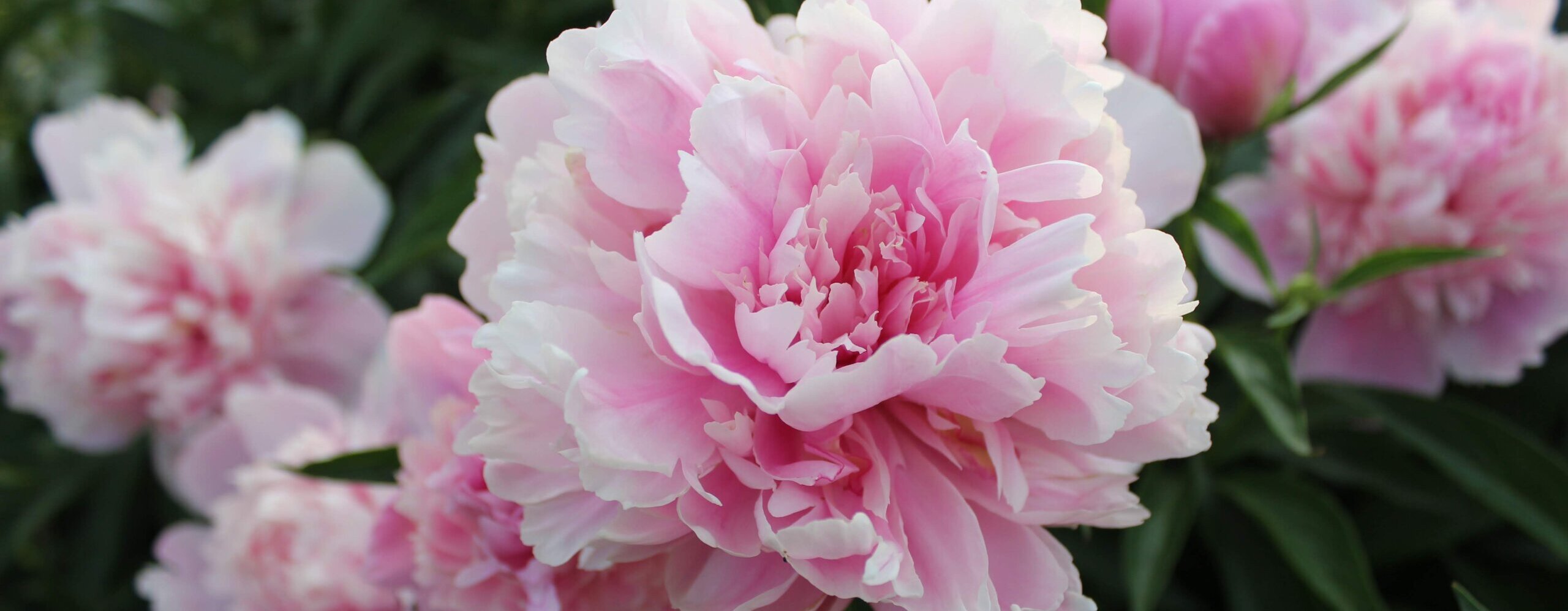 pink peonies with green foliage, one large peony in middle in sharp focus